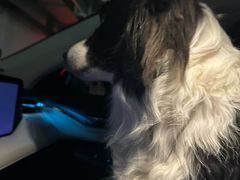 -趣玩宠物乐园寄养训犬训狗游泳池