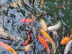 -海天楼中餐厅(吴宫泛太平洋酒店)