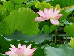 -荔湾湖公园