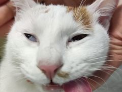 -爱贝特动物医院·猫口炎专科