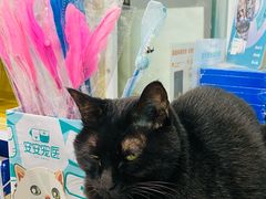 -安安宠医·臻爱宠物医院·宠保定点(营门口路分院)