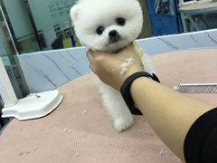 -瑞派宠物医院·24小时骨科·心脏·核磁(哈尔滨南岗店)