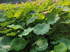 -陈家山荷花公园