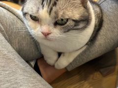 -有喵·猫咖·狗咖·30几只猫10只小狗(岗厦店)
