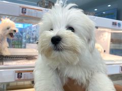 -翊宠yipet猫狗购宠庄园犬舍•猫舍