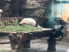 -石家庄市动物园