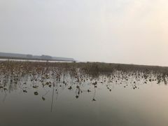 -微山湖红荷湿地景区