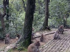 -苏州上方山国家森林公园