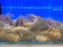-悦海·家宴·冰花皮皮虾大锅贴(宝龙店)