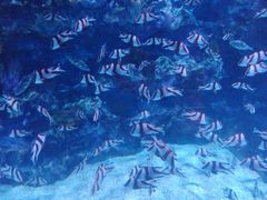 -海合安成都极地海洋公园
