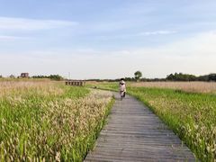 -上海长兴岛郊野公园