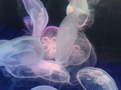 -青岛海底世界-水族馆