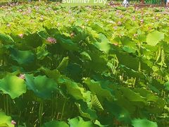 -莲花池公园