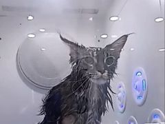 -爱洗澡的猫(望京店)