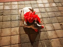 -清真·二嫂子煎饼果子(鼓楼旗舰形象店)