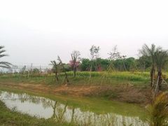-天适樱花悠乐园