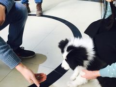 -1013 PET SHOP 宠物商店(近铁城市广场店)