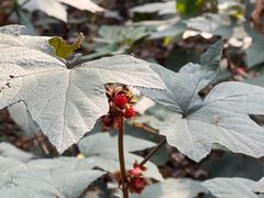 -杭州植物园