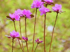 -黑龙江省森林植物园