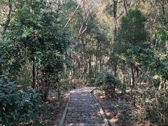 -上海佘山国家森林公园天马山园