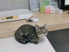 -谐和贝康宠物医院24小时·宠保定点(急重症转诊中心)