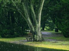 -上海共青森林公园