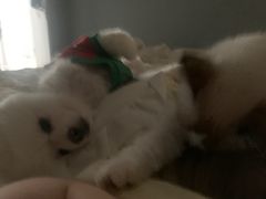 -宠爱国际动物医院· 猫科· 外科·中兽医(长白店)