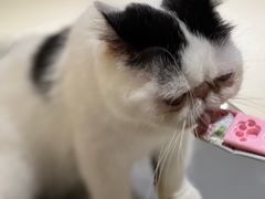 -藏猫猫咖啡主题馆(中央大道店)