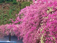 -深圳仙湖植物园