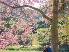 -风云岭森林公园