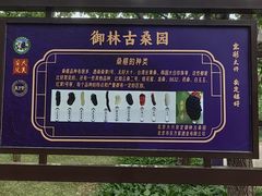 -御林古桑园