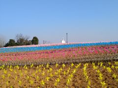 -杭州湾海上花田景区