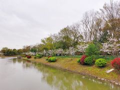 -上海海湾国家森林公园
