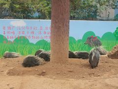 -石家庄市动物园