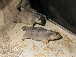 -酷嗒动物文化乐园(cutezoo西溪乐天城店)