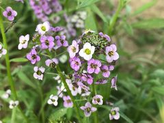 -北京国际鲜花港