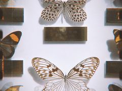 -上海昆虫博物馆