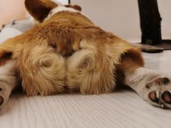 -浣熊柯尔鸭土拨鼠·电玩咖