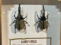 -上海大自然野生昆虫馆(东方明珠·爬宠昆虫探索中心)