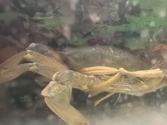 -七欣天香辣蟹火锅(万达广场店)