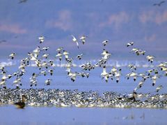 -湖南东洞庭湖国家级自然保护区