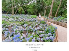 -上海共青森林公园