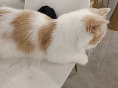 -飞行喵MR PILOT|猫舍·猫咖(静安大融城店)
