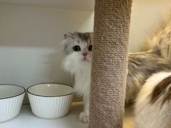 -十月米努特矮脚猫舍