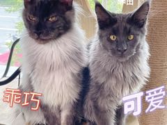 -十年猫舍·猫咪专门店(普陀店)