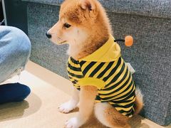 -逗柴咖啡屋·狗咖猫咖宠物桌游