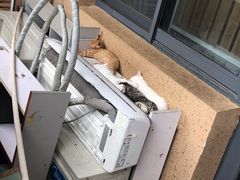 -心语宠物医院·急重症转诊中心·瑞辰华诺(南青路店)