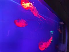 -萌宠奇缘(荣鼎店)