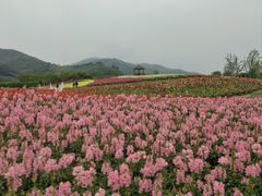 -径山花海