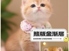 -麒麟缅因猫舍·十五年缅因猫选购中心
